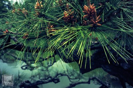 庭園の春に。（14 photos）